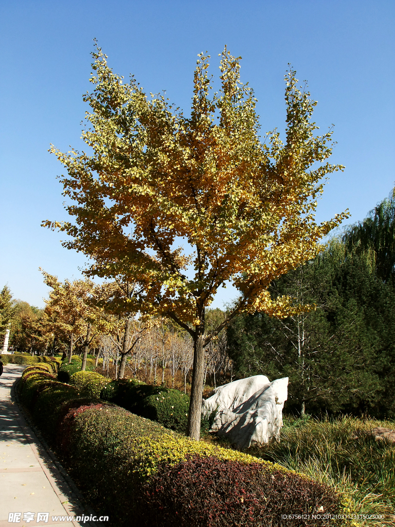 银杏树