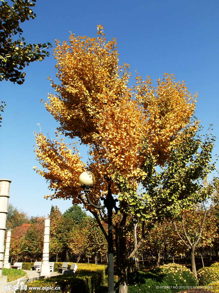 银杏树