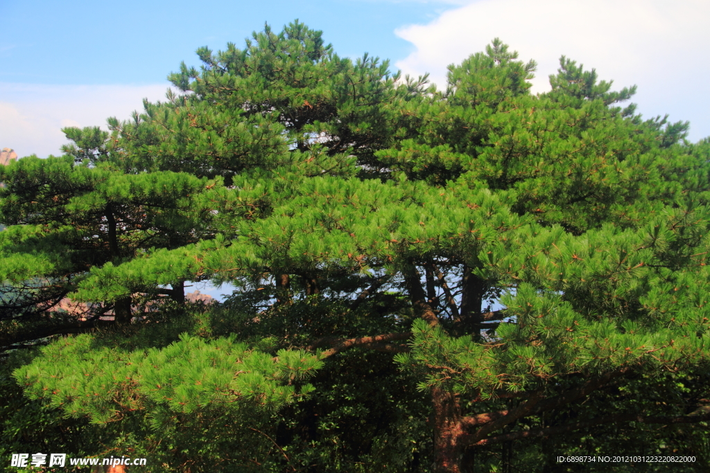 黄山 黑虎松