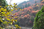 红叶谷一景