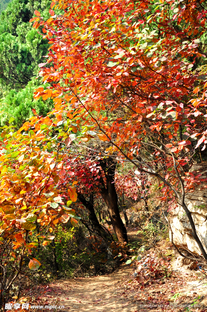 红叶谷山间小路