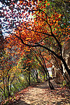 红叶谷 山路