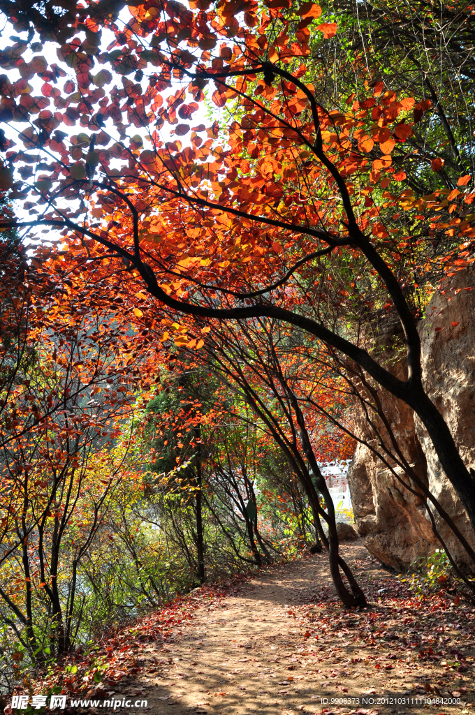 红叶谷 山路