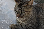 花猫