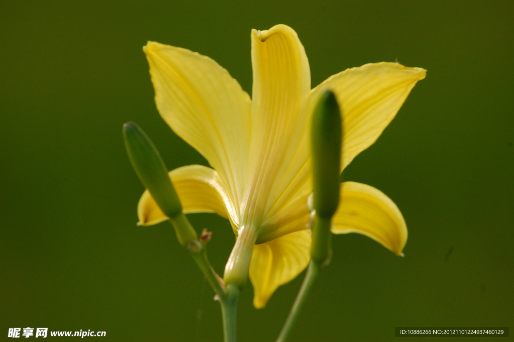 金针花