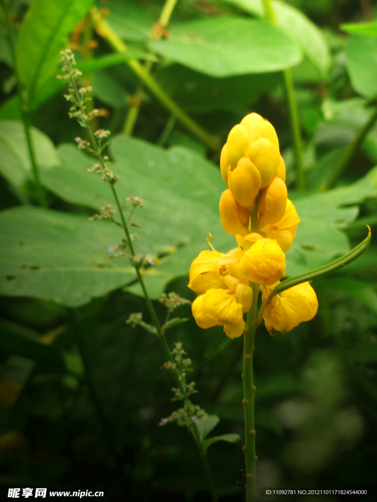 花卉 黄色