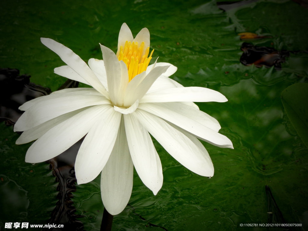 花卉 睡莲