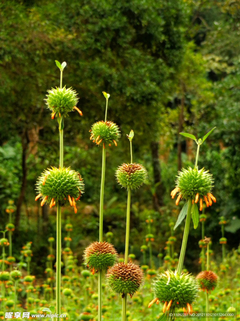 花卉 药用植物