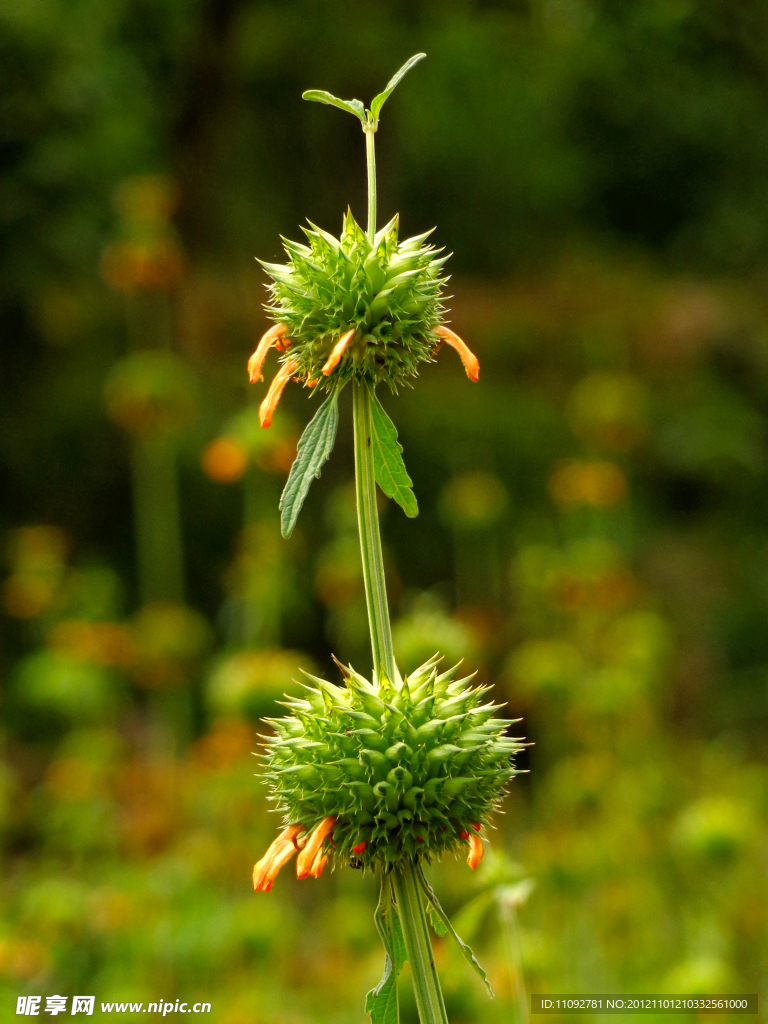 花卉