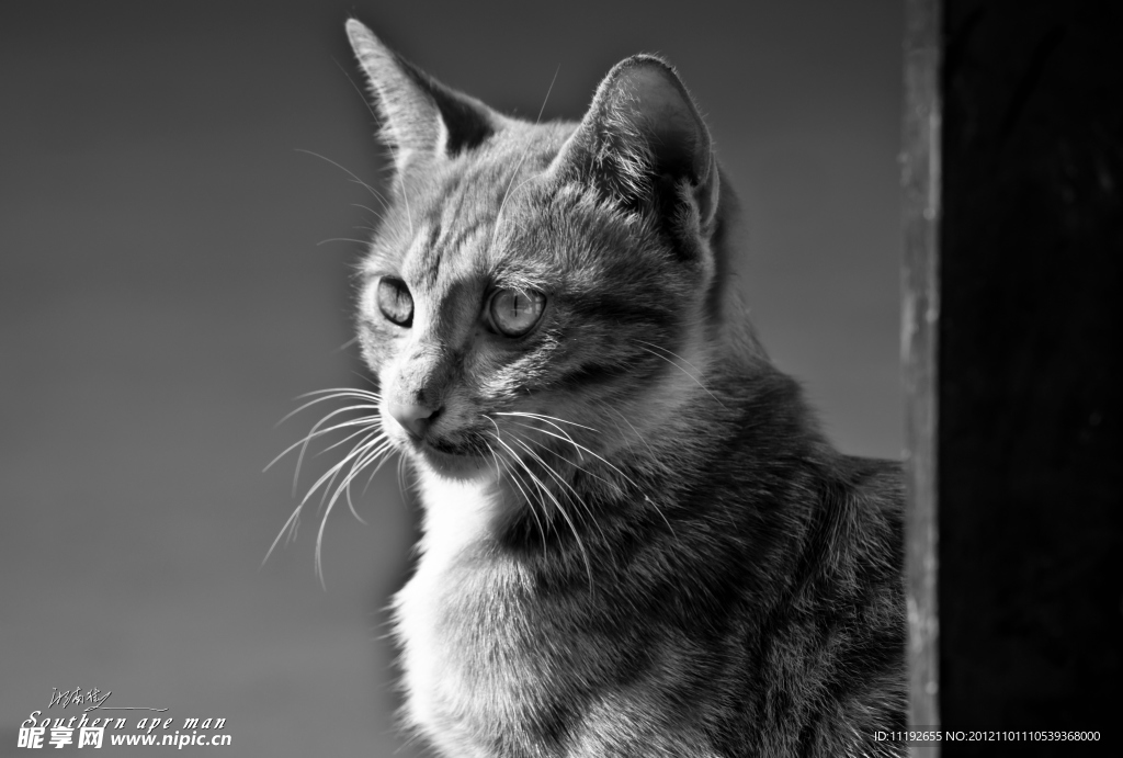 猫王