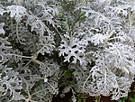 白雪草