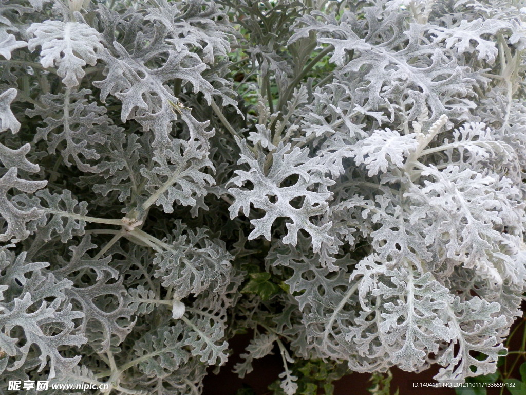 白雪草