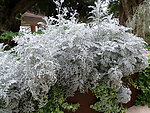 白雪草