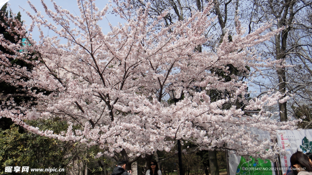 樱花