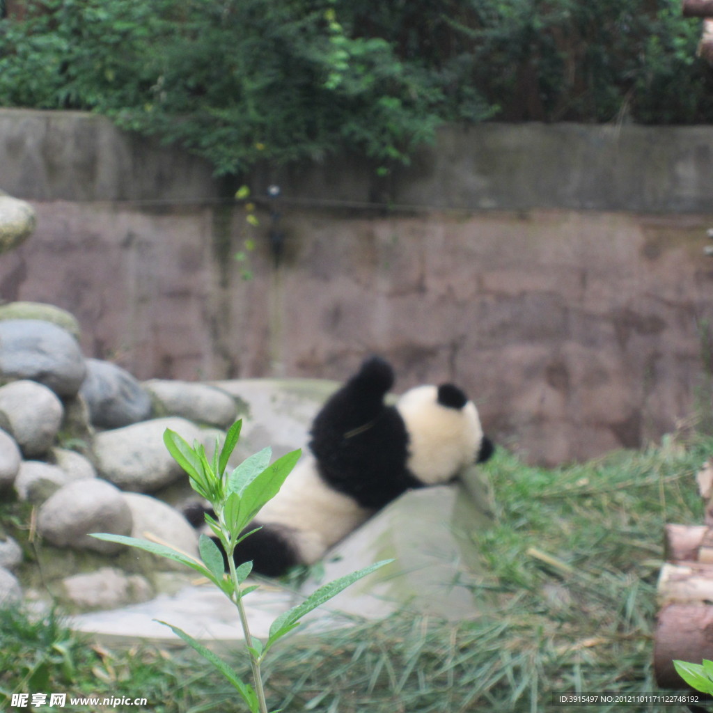 熊猫