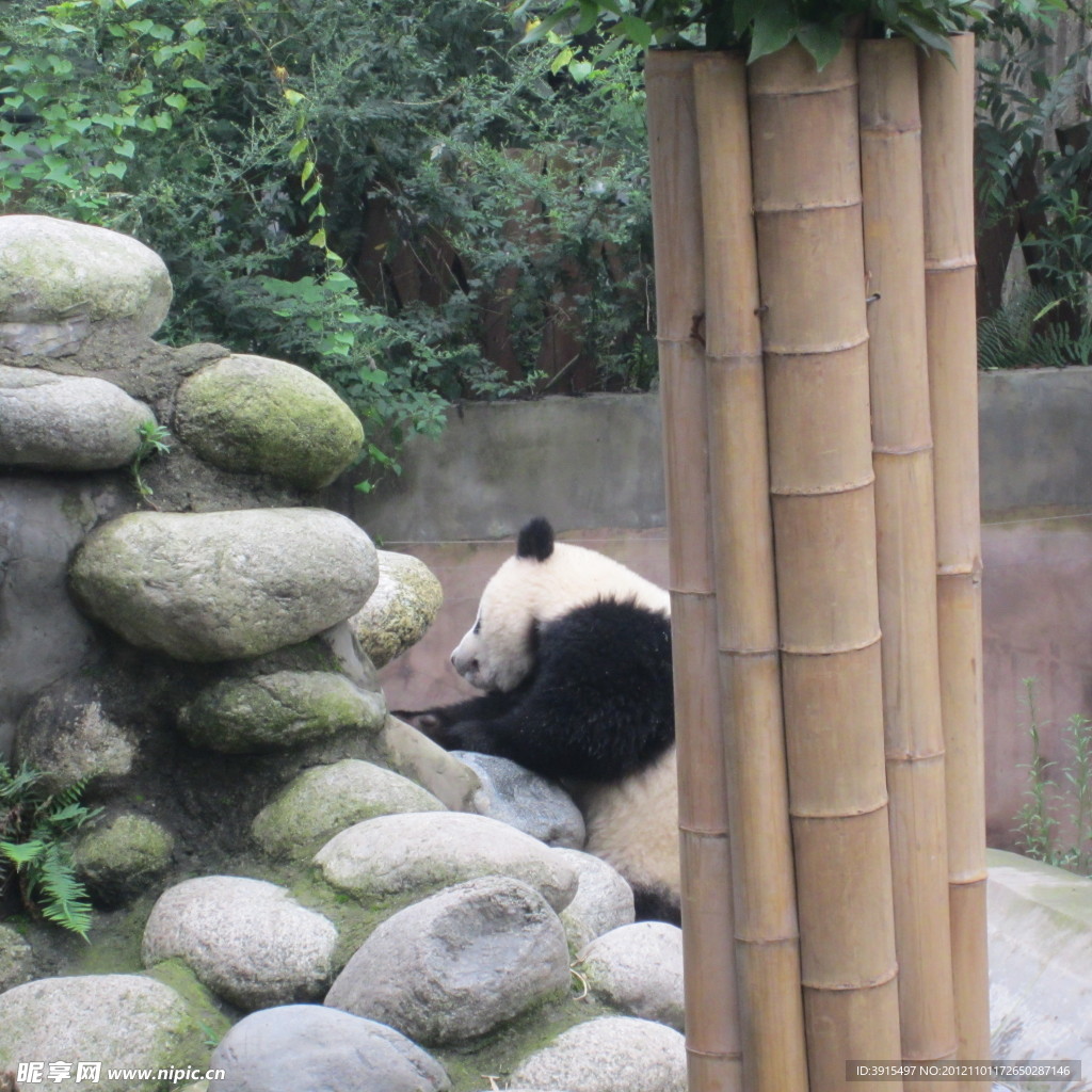 熊猫