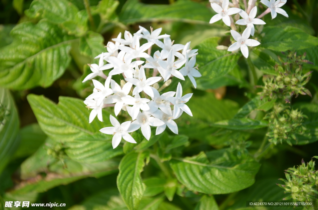 繁星花