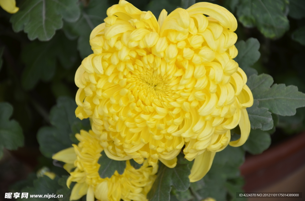 菊花