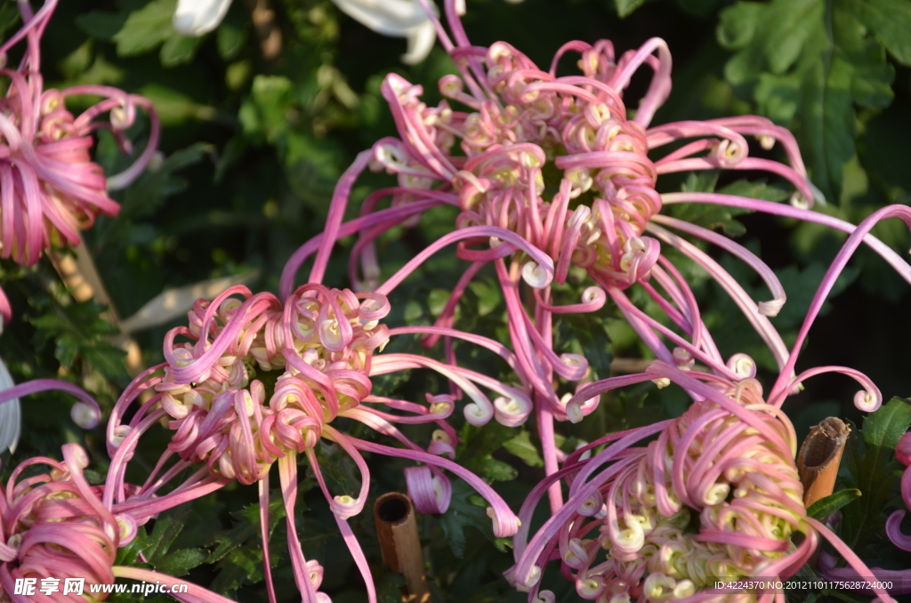 菊花