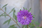 翠菊
