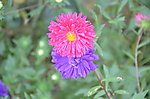 翠菊