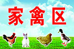 家禽