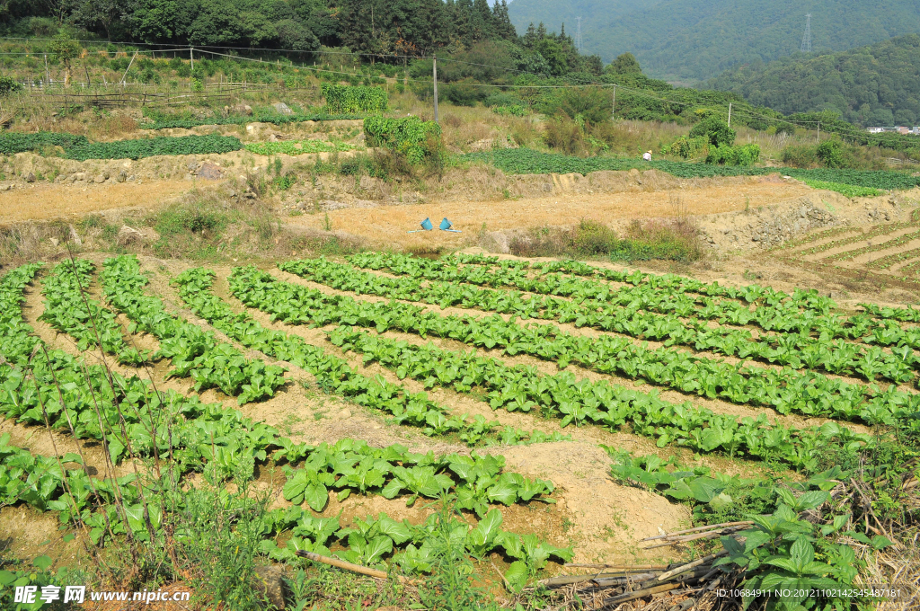 田园景色