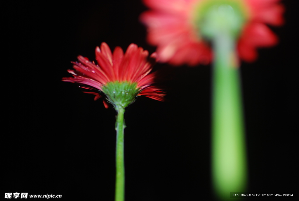 雏菊
