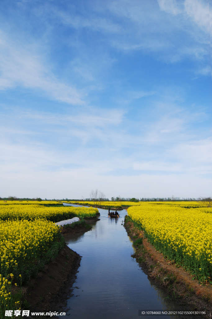 兴化油菜花