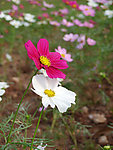 波斯菊