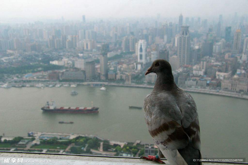 鸽子俯瞰黄浦江