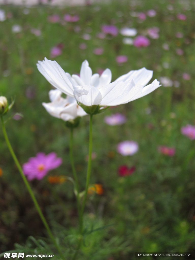 波斯菊
