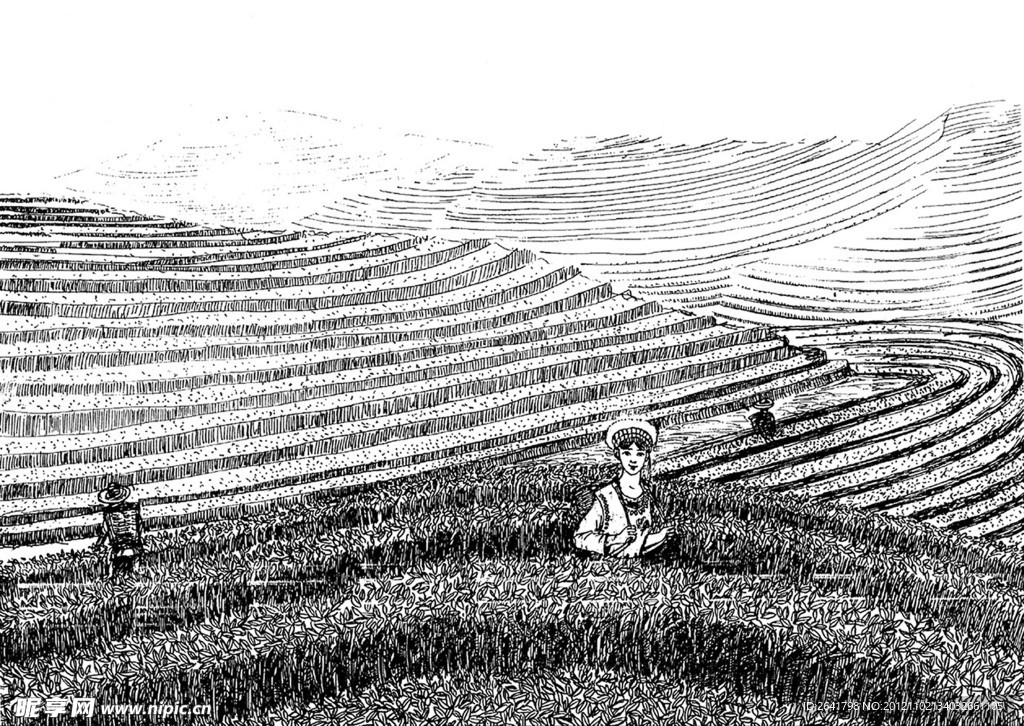 茶园采茶