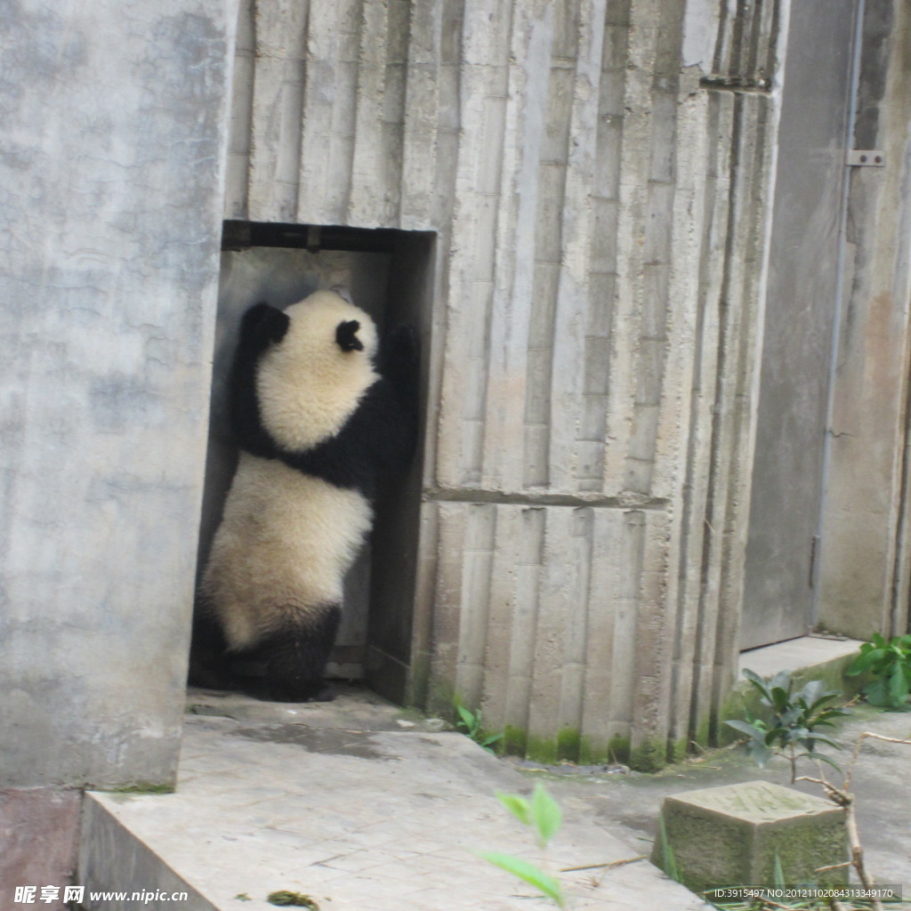 熊猫