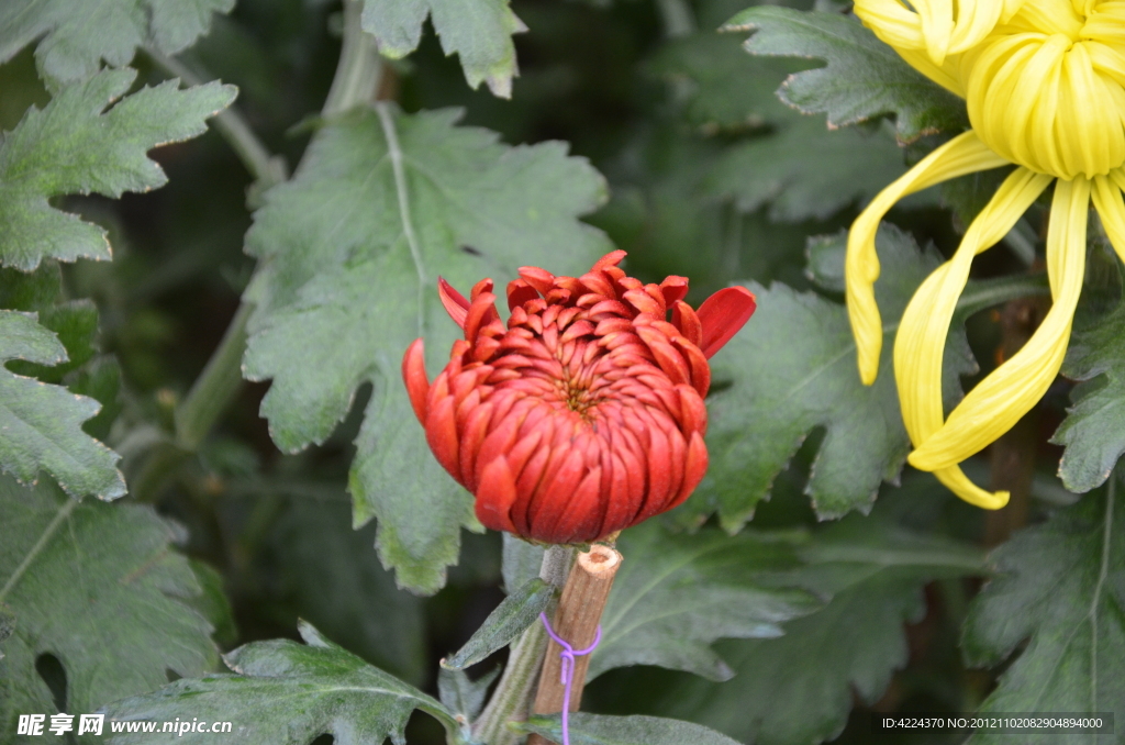 菊花
