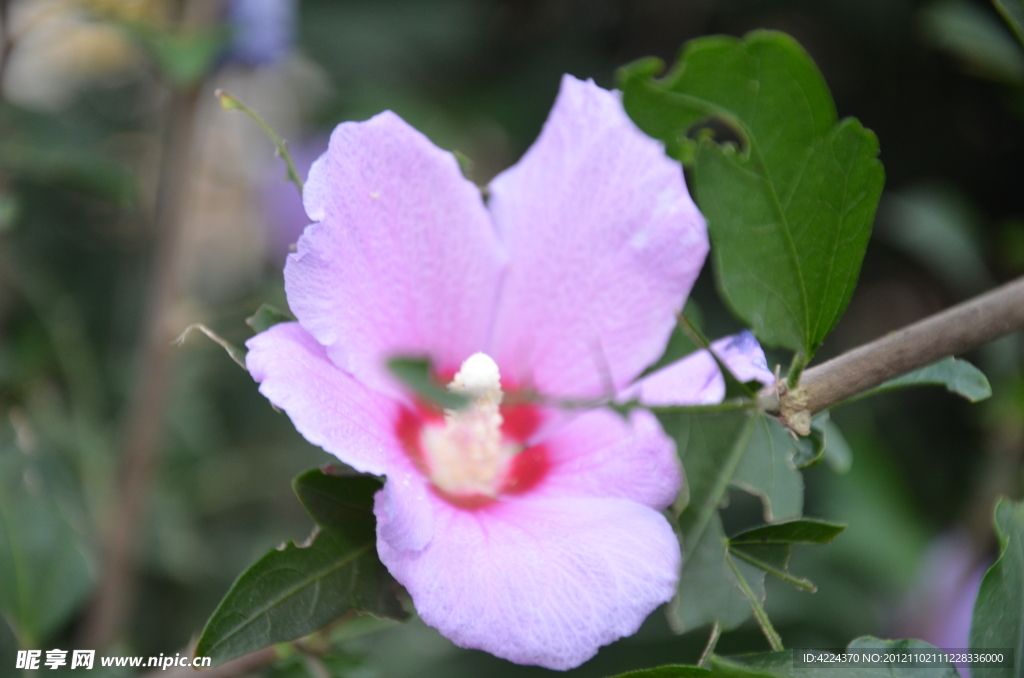 木槿花