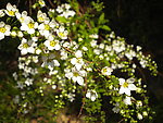 白色花枝