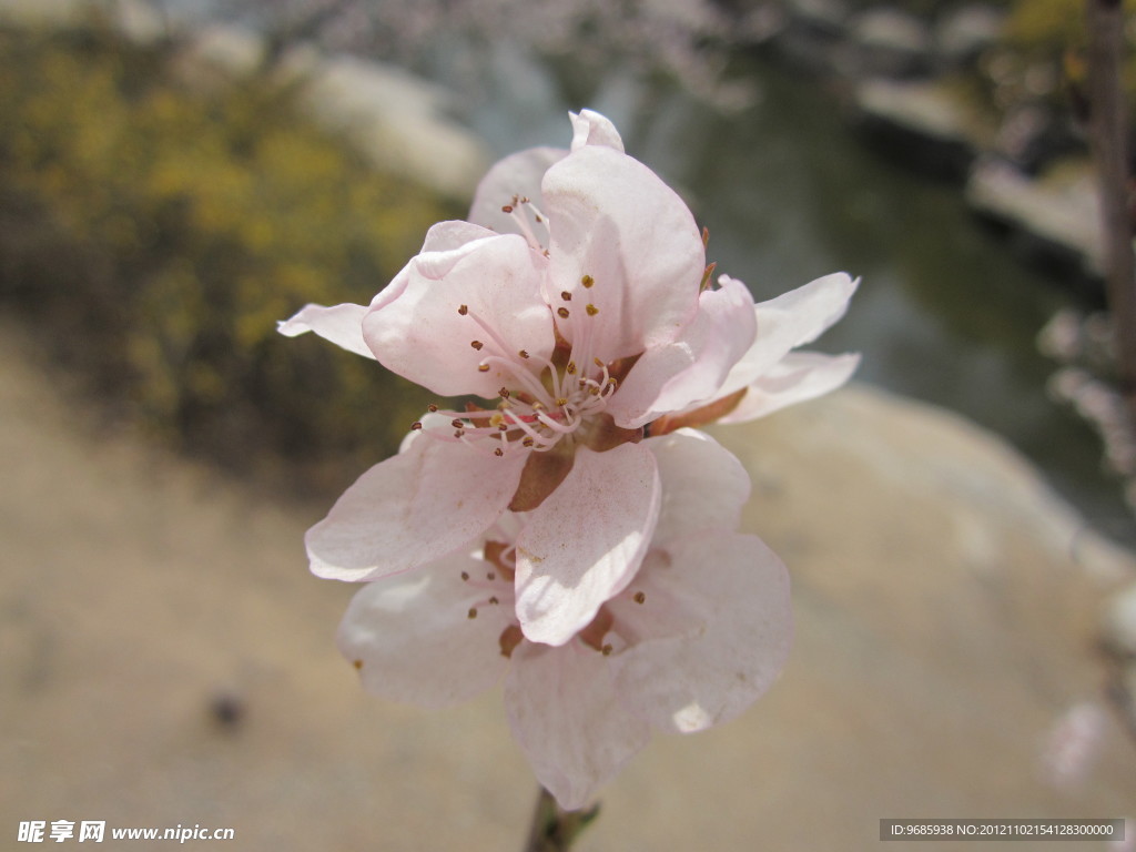 桃花