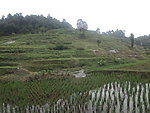 稻田