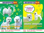 宠物宣传页