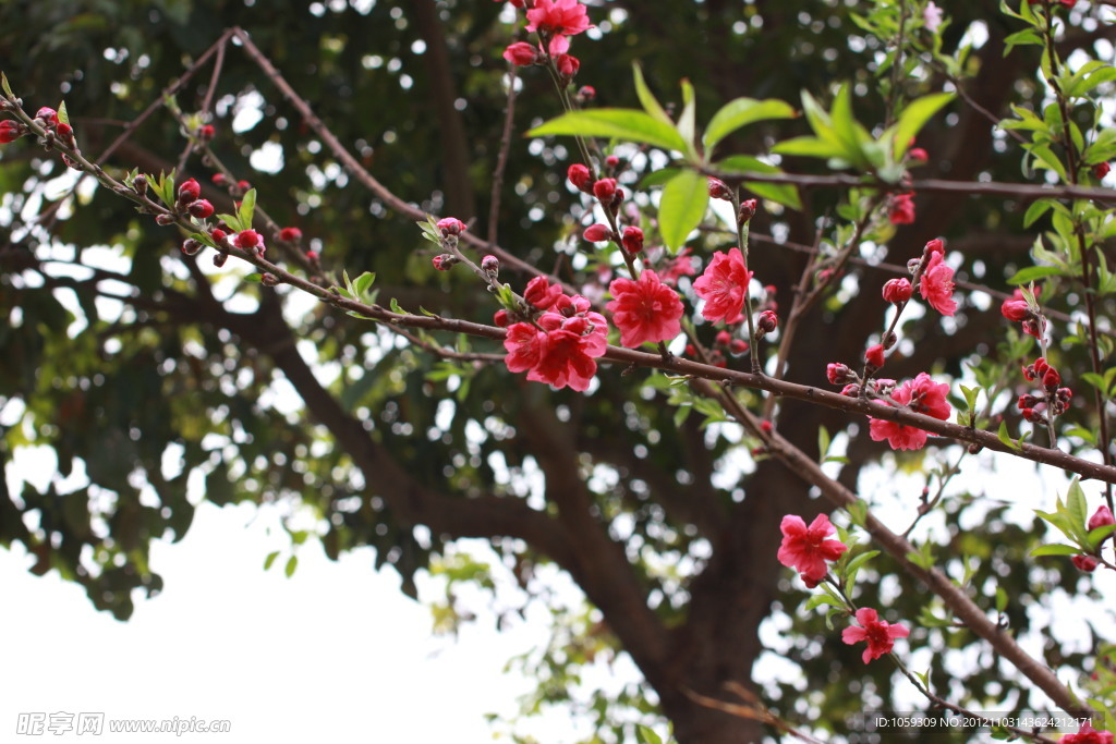 桃花