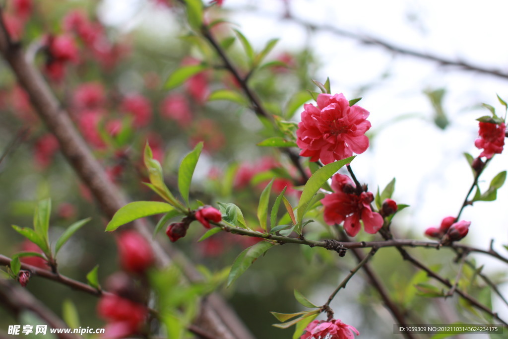 桃花