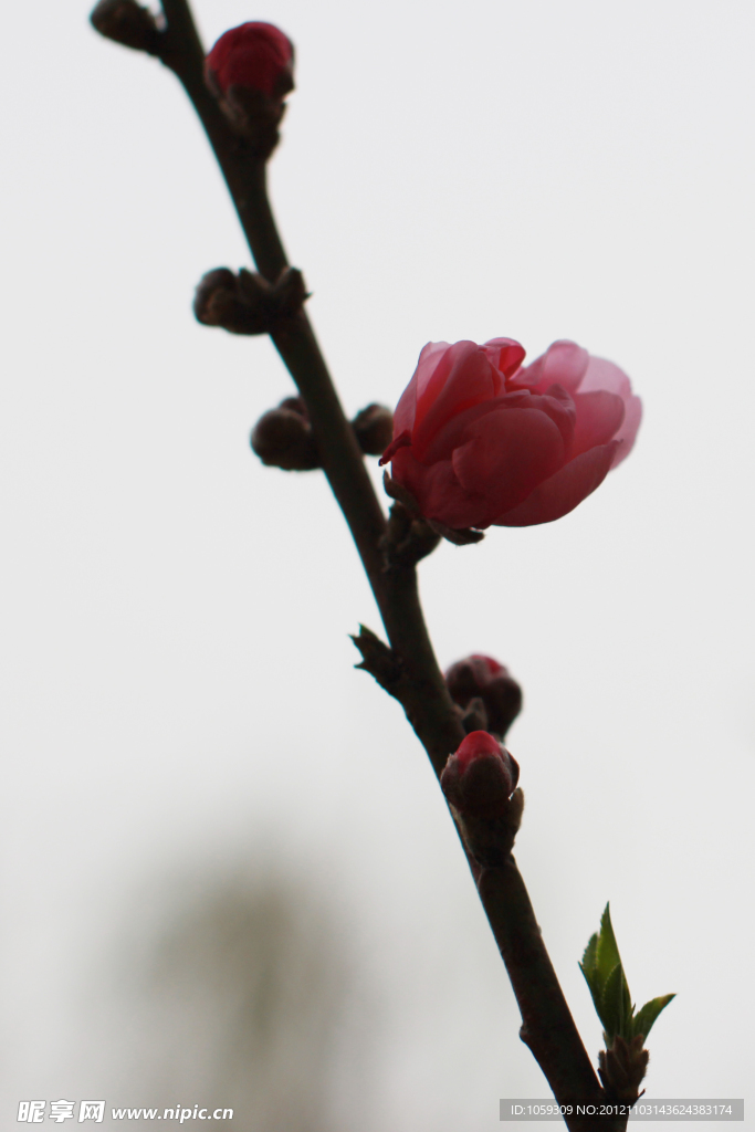 桃花