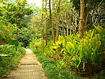 林荫步道
