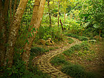 林荫步道