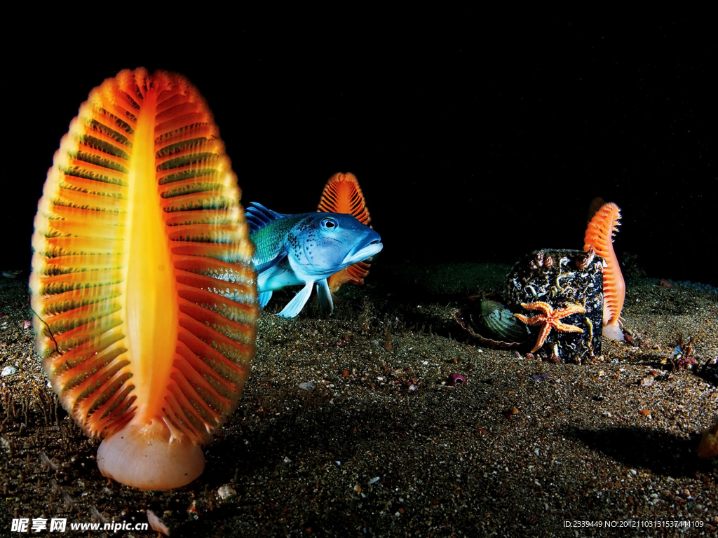 深海生物
