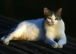 猫图片