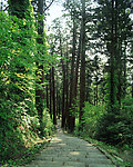 林中小路