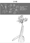 中国风花卉 玉玲瓏