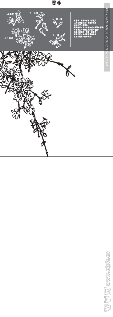 中国风花卉 迎春
